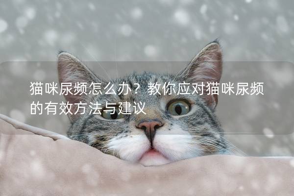 猫咪尿频怎么办？教你应对猫咪尿频的有效方法与建议