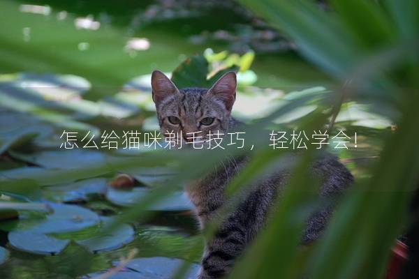 怎么给猫咪剃毛技巧，轻松学会!