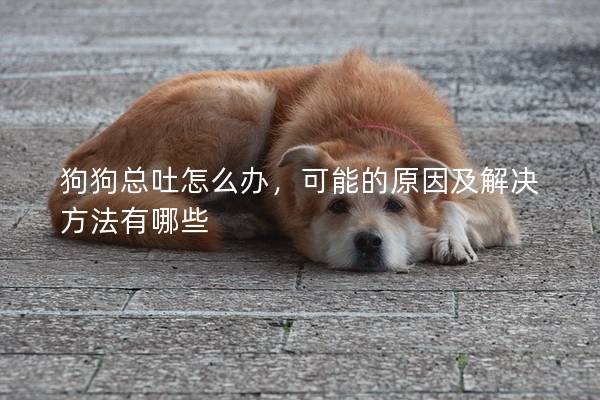 狗狗总吐怎么办，可能的原因及解决方法有哪些