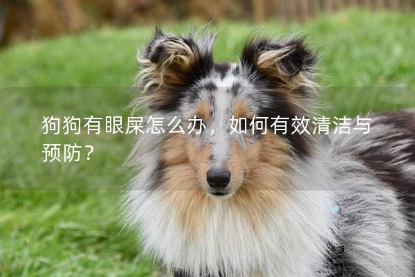 狗狗有眼屎怎么办，如何有效清洁与预防？