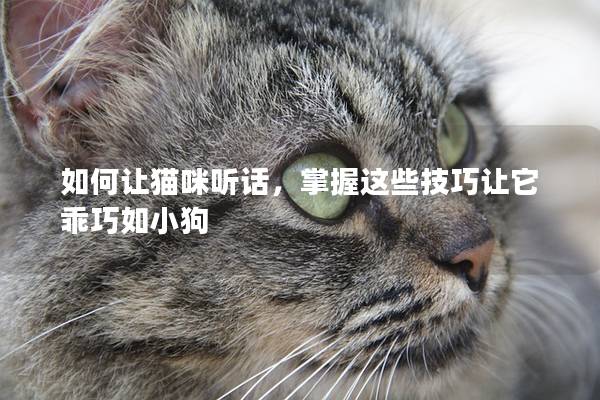 如何让猫咪听话，掌握这些技巧让它乖巧如小狗
