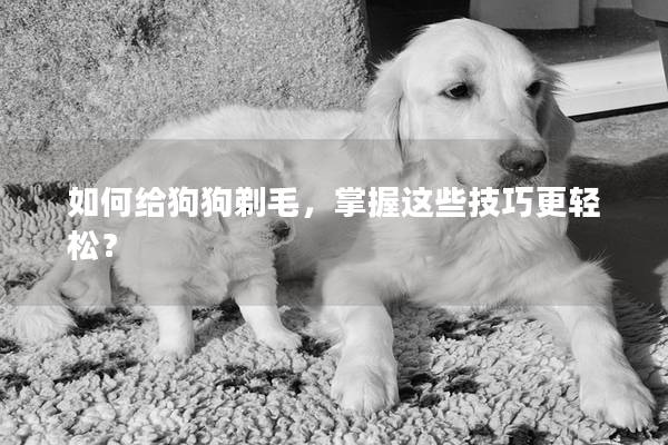 如何给狗狗剃毛，掌握这些技巧更轻松？