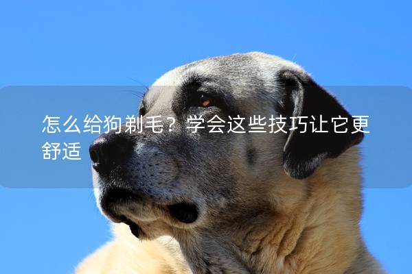 怎么给狗剃毛？学会这些技巧让它更舒适