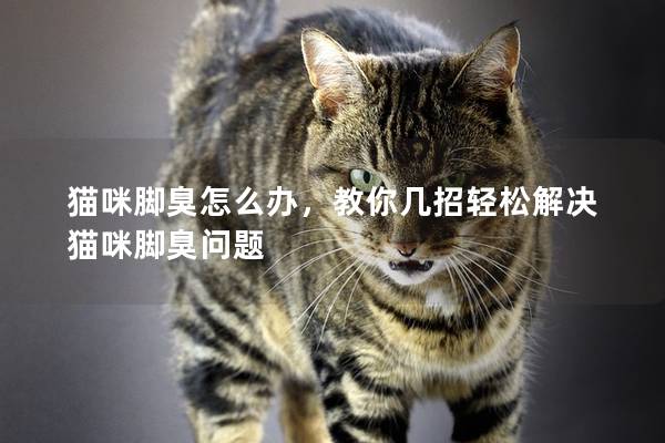 猫咪脚臭怎么办，教你几招轻松解决猫咪脚臭问题