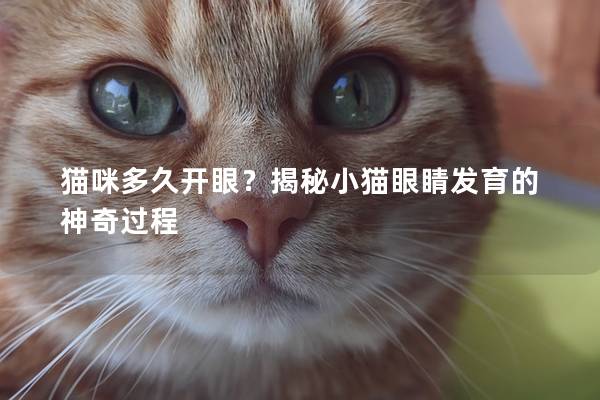 猫咪多久开眼？揭秘小猫眼睛发育的神奇过程