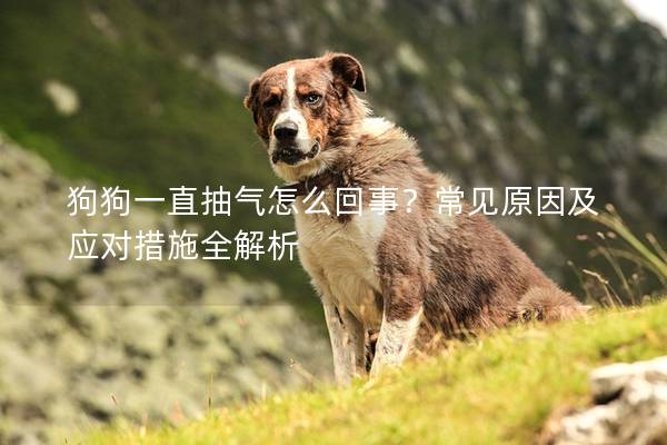 狗狗一直抽气怎么回事？常见原因及应对措施全解析