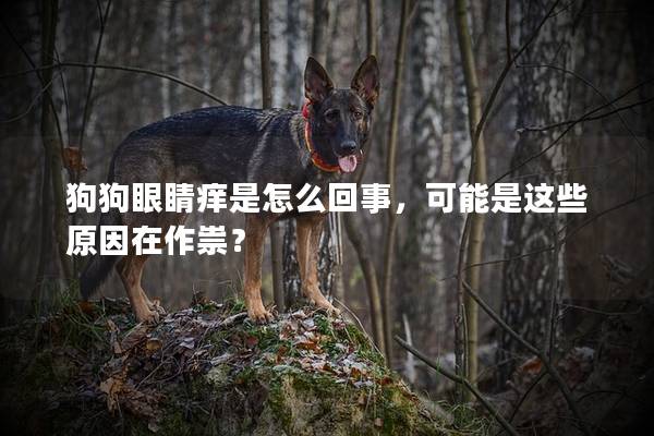狗狗眼睛痒是怎么回事，可能是这些原因在作祟？