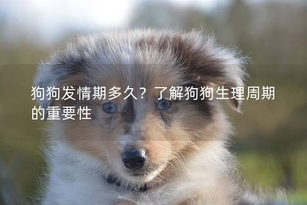 狗狗发情期多久？了解狗狗生理周期的重要性