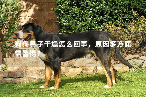 狗狗鼻子干燥怎么回事，原因多方面需警惕？