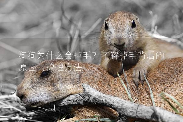 狗狗为什么会掉毛？了解掉毛背后的原因与护理方法