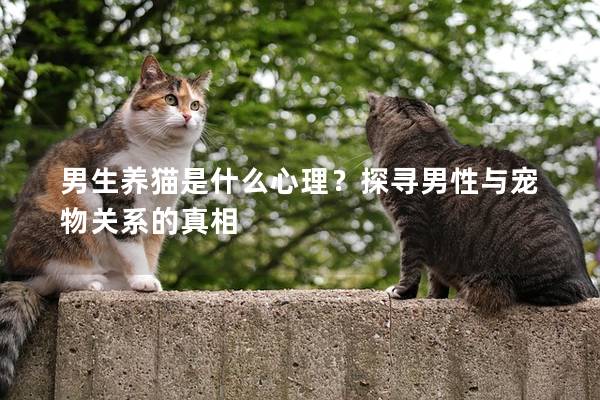 男生养猫是什么心理？探寻男性与宠物关系的真相