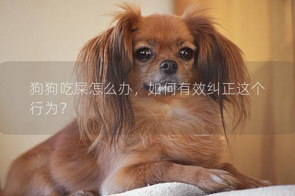 狗狗吃屎怎么办，如何有效纠正这个行为？