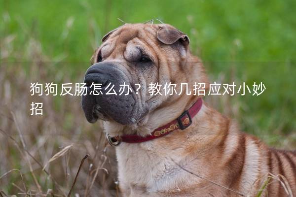 狗狗反肠怎么办？教你几招应对小妙招