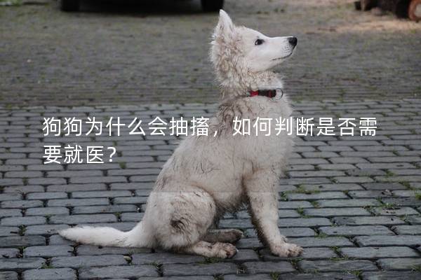 狗狗为什么会抽搐，如何判断是否需要就医？