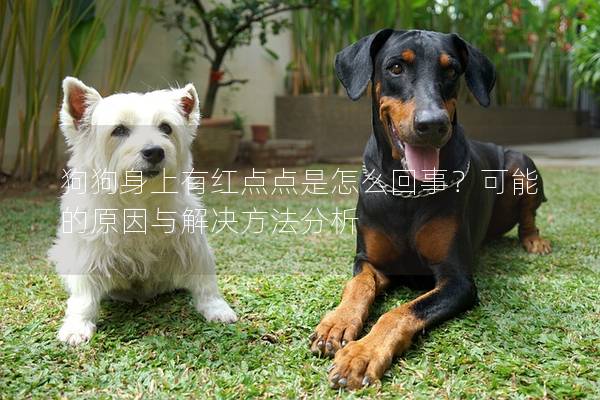 狗狗身上有红点点是怎么回事？可能的原因与解决方法分析
