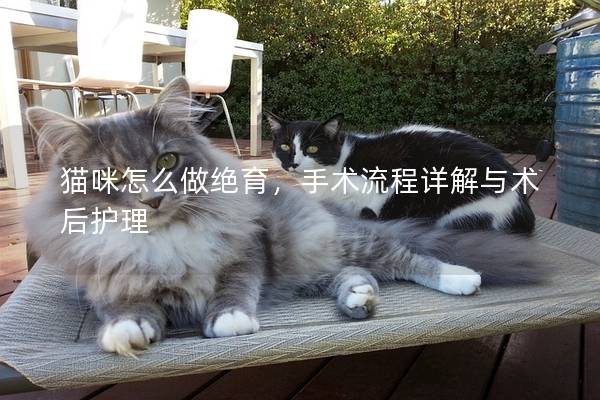 猫咪怎么做绝育，手术流程详解与术后护理