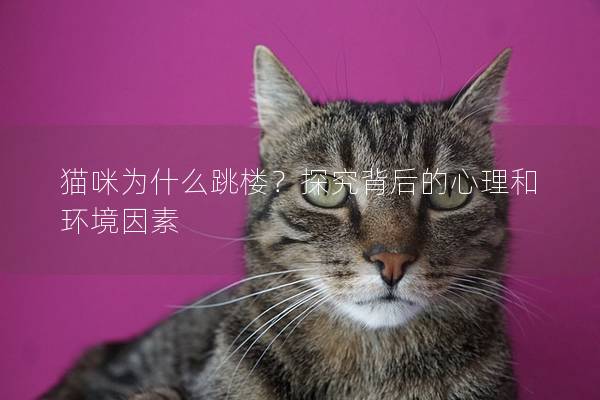 猫咪为什么跳楼？探究背后的心理和环境因素