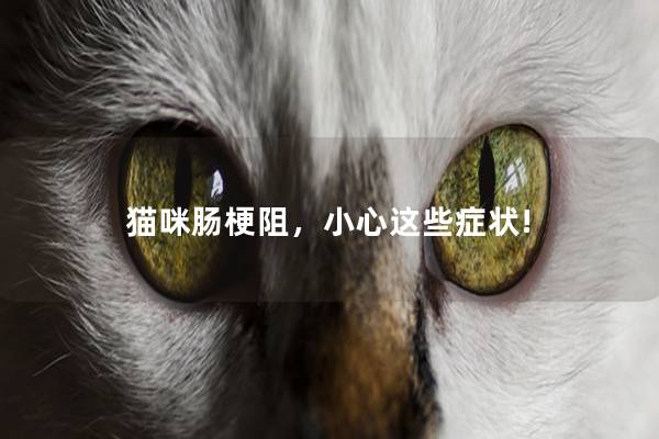 猫咪肠梗阻，小心这些症状!