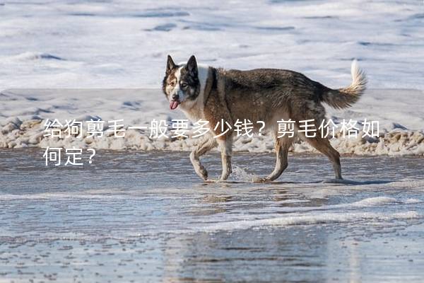 给狗剪毛一般要多少钱？剪毛价格如何定？
