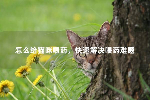 怎么给猫咪喂药，快速解决喂药难题
