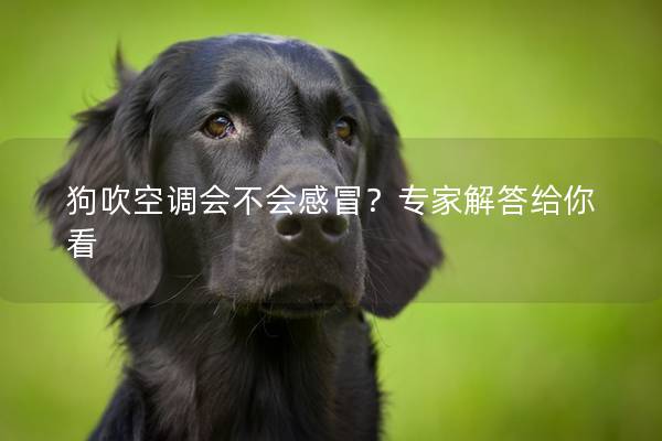 狗吹空调会不会感冒？专家解答给你看