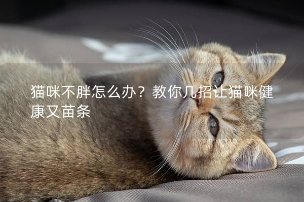 猫咪不胖怎么办？教你几招让猫咪健康又苗条