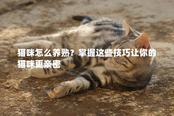 猫咪怎么养熟？掌握这些技巧让你的猫咪更亲密