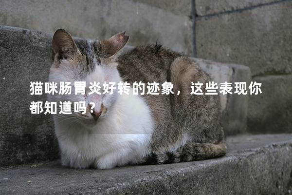 猫咪肠胃炎好转的迹象，这些表现你都知道吗？