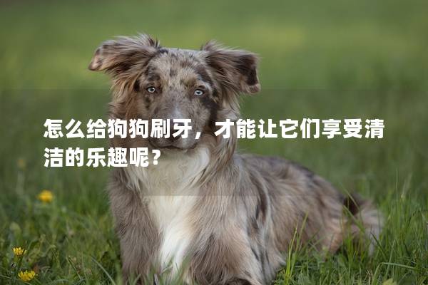 怎么给狗狗刷牙，才能让它们享受清洁的乐趣呢？