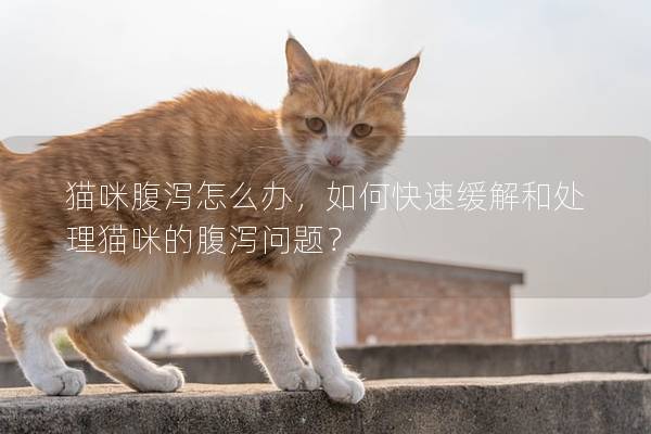 猫咪腹泻怎么办，如何快速缓解和处理猫咪的腹泻问题？