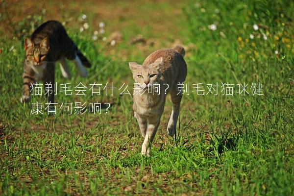 猫剃毛会有什么影响？剃毛对猫咪健康有何影响？