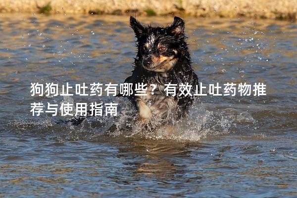 狗狗止吐药有哪些？有效止吐药物推荐与使用指南