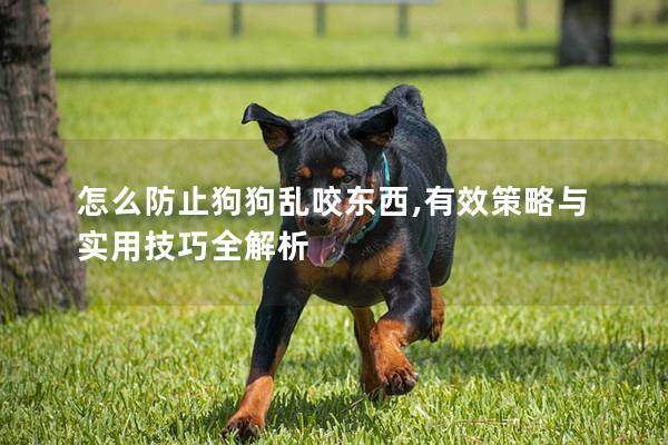 怎么防止狗狗乱咬东西,有效策略与实用技巧全解析