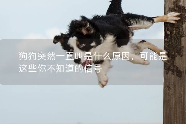 狗狗突然一直叫是什么原因，可能是这些你不知道的信号