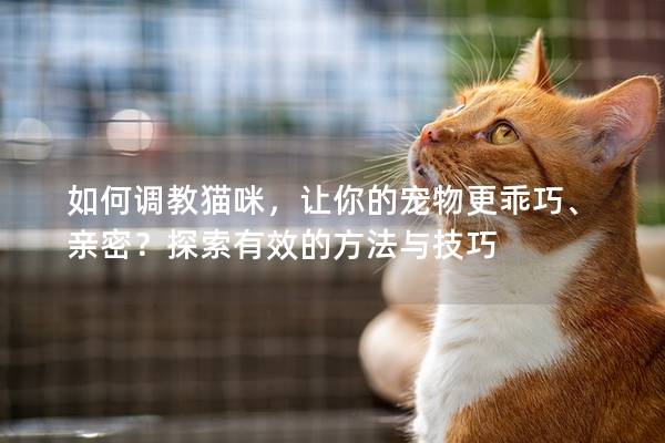 如何调教猫咪，让你的宠物更乖巧、亲密？探索有效的方法与技巧