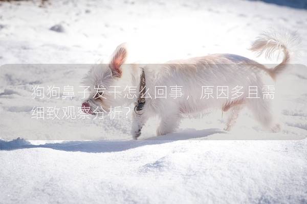 狗狗鼻子发干怎么回事，原因多且需细致观察分析？