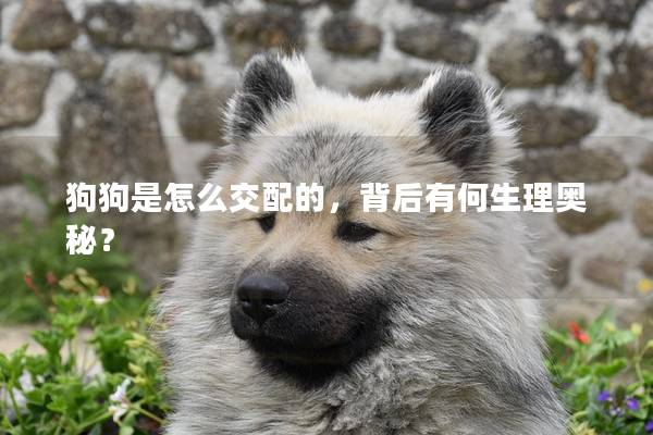 狗狗是怎么交配的，背后有何生理奥秘？