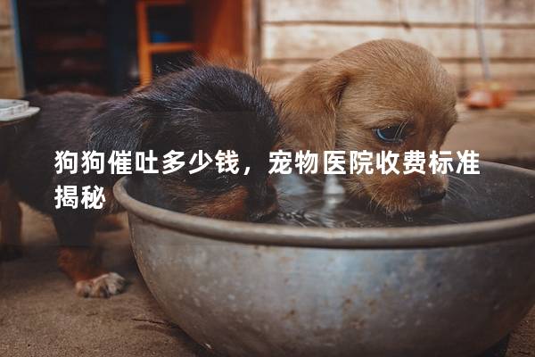 狗狗催吐多少钱，宠物医院收费标准揭秘