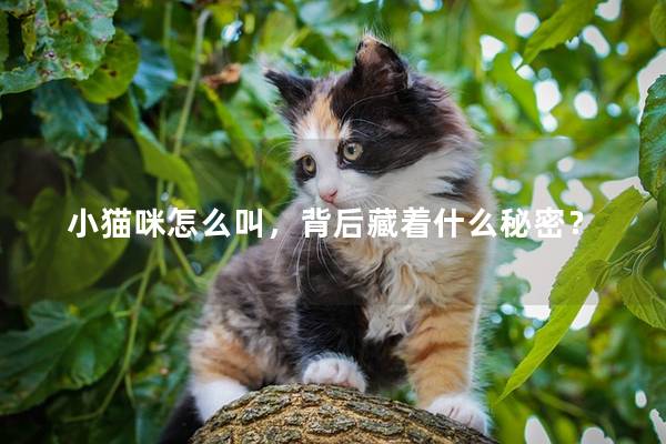 小猫咪怎么叫，背后藏着什么秘密？