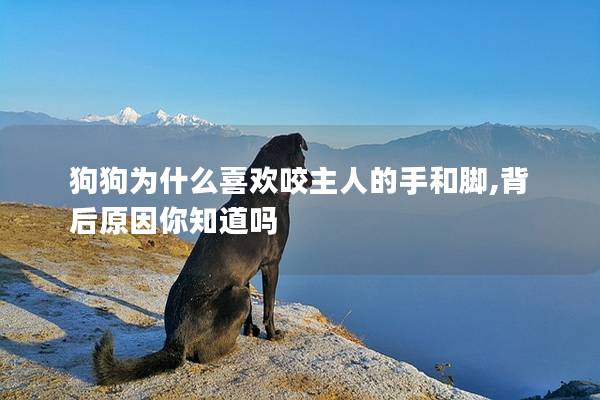 狗狗为什么喜欢咬主人的手和脚,背后原因你知道吗