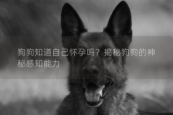 狗狗知道自己怀孕吗？揭秘狗狗的神秘感知能力