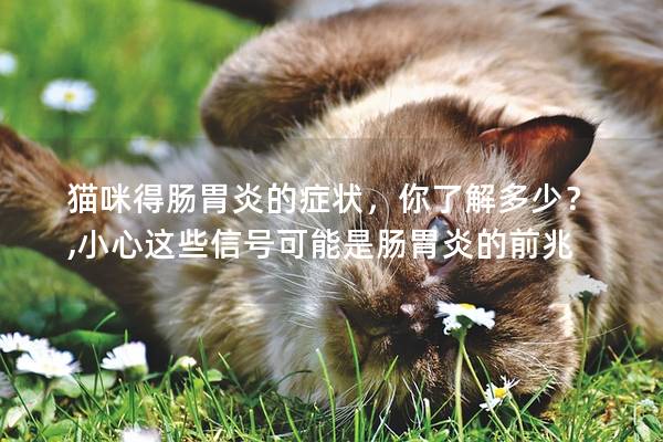 猫咪得肠胃炎的症状，你了解多少？,小心这些信号可能是肠胃炎的前兆