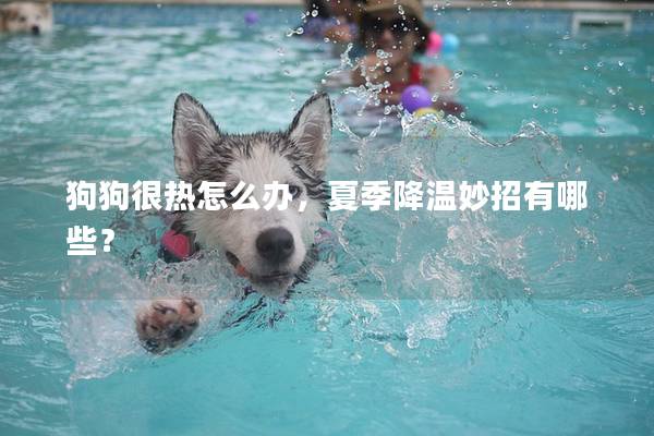 狗狗很热怎么办，夏季降温妙招有哪些？
