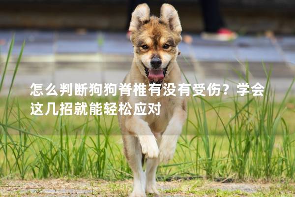 怎么判断狗狗脊椎有没有受伤？学会这几招就能轻松应对