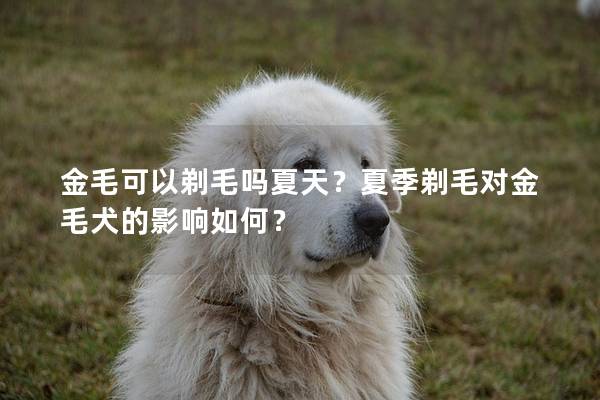 金毛可以剃毛吗夏天？夏季剃毛对金毛犬的影响如何？