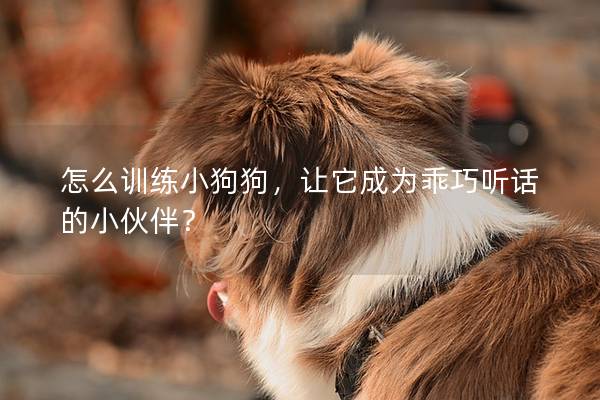 怎么训练小狗狗，让它成为乖巧听话的小伙伴？