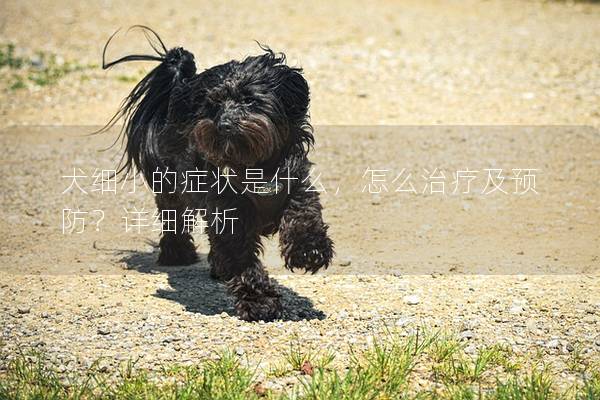 犬细小的症状是什么，怎么治疗及预防？详细解析