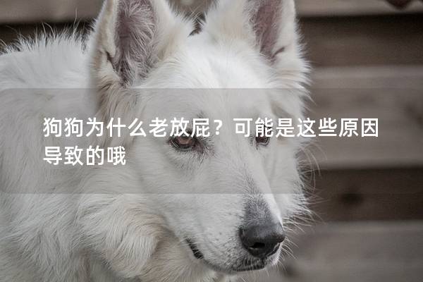 狗狗为什么老放屁？可能是这些原因导致的哦