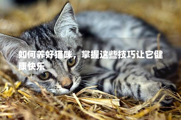 如何养好猫咪，掌握这些技巧让它健康快乐