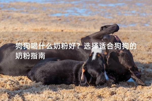 狗狗喝什么奶粉好？选择适合狗狗的奶粉指南